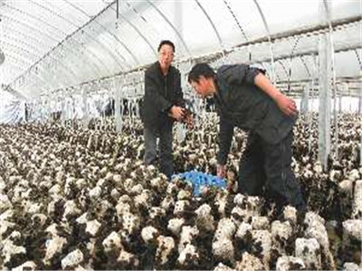 食用菌的遺傳、育種和栽培